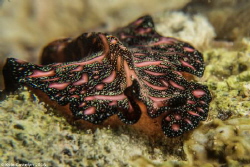 Pseudobiceros bedfordi - Bedford's flatworm by Kyle Castelyn 